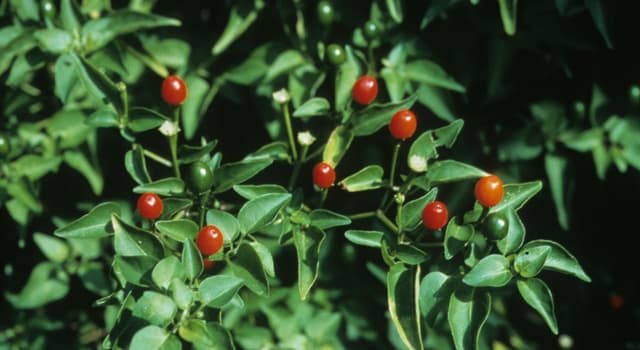 Nature Trivia Question: Where do pequin peppers originate?