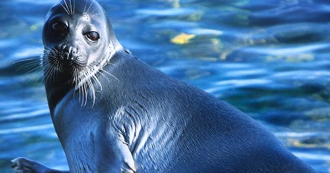 Nature Trivia Question: Where is the Nerpa (freshwater seal) found?