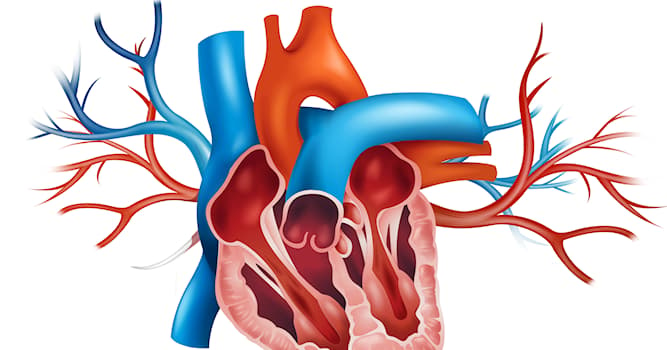 Science Trivia Question: Which answer best describes the function of a stent when inserted into a person’s heart?