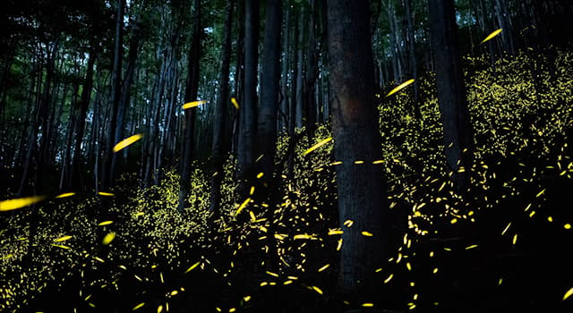 Nature Trivia Question: Which answer describes the primary purpose for a firefly’s photic emission during the twilight and at night?