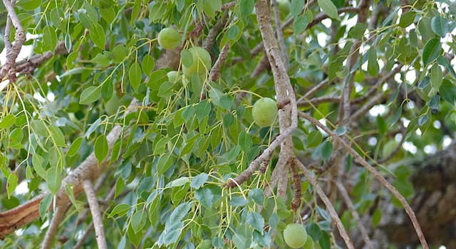 Nature Trivia Question: Which continent is the marula tree native to?