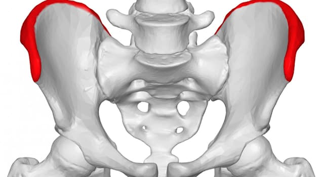 Science Trivia Question: Which is not part of the hip bone?