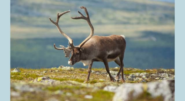 Nature Trivia Question: Which is the largest migratory wild reindeer herd in the world?