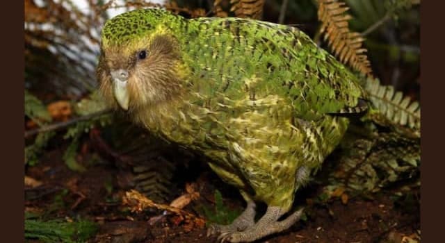 Nature Trivia Question: Which is the world's only flightless parrot?