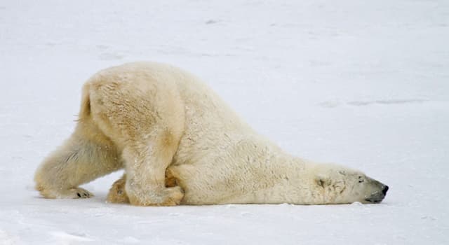 Nature Trivia Question: Which of the senses of the polar bear is extremely well developed?