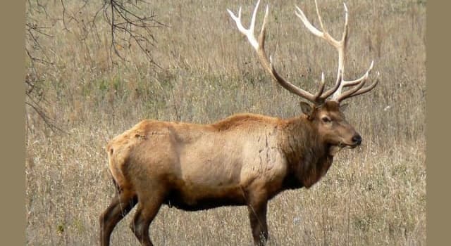Nature Trivia Question: Which of these animals is of the same species as that of an elk?