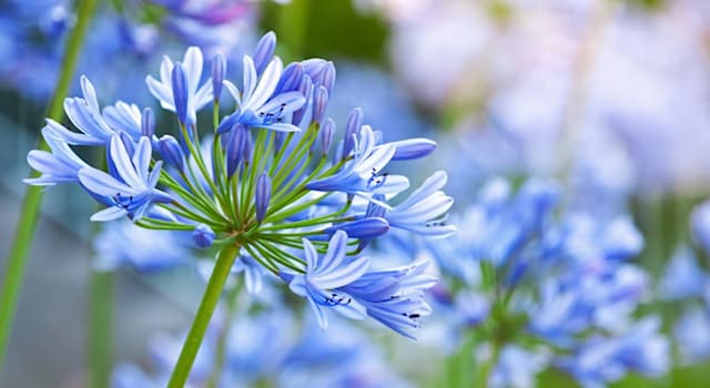 Nature Trivia Question: Which of these names is a common name for the flower 'Agapanthus'?