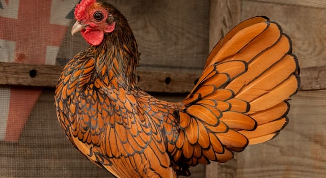 Culture Trivia Question: Which of these types of ''bantam'' chickens was created as an ornamental by selective breeding?