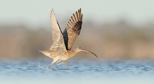 Nature Trivia Question: Which shorebird is shown in the picture?