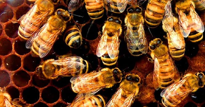природа Запитання-цікавинка: Як називають самця бджіл?