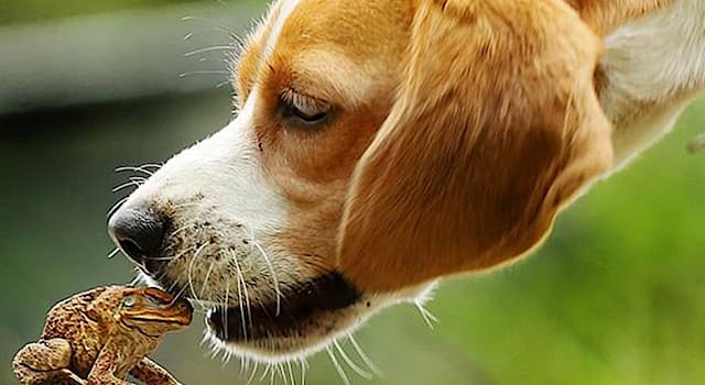 Природа Вопрос: Зачем австралийские собаки облизывают тростниковых жаб?