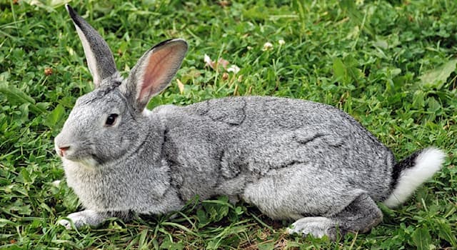 Природа Вопрос: Зачем серому кролику белый хвост?