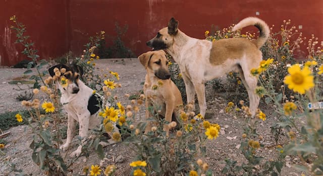 Society Trivia Question: According to the World Atlas, which country has the most pet and stray dogs as of 2017?