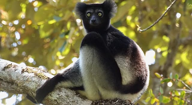 Nature Trivia Question: What do indri lemurs eat?