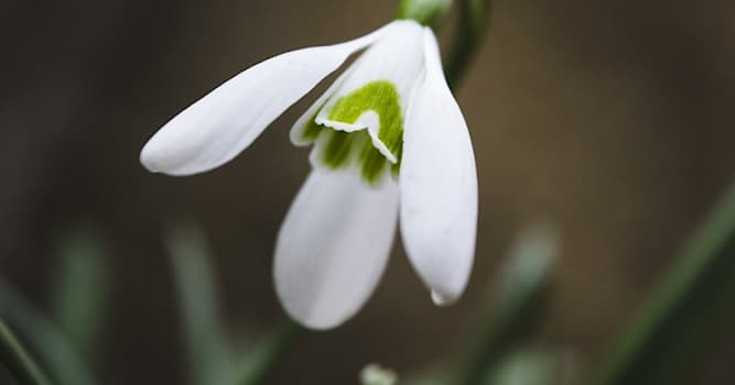Natuur Trivia Vraag: Welke bloem bloeit als eerste in het voorjaar?