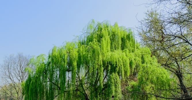 Doğa Trivia Sorusu: Resimdeki ağaç türü nedir?