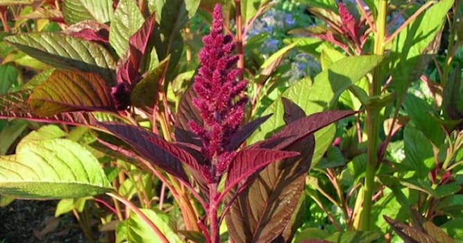 Doğa Trivia Sorusu: Amarant rengin dışında nedir?