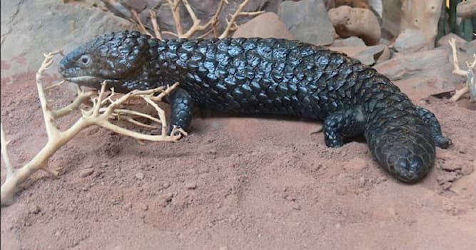 Doğa Trivia Sorusu: Tiliqua nedir?