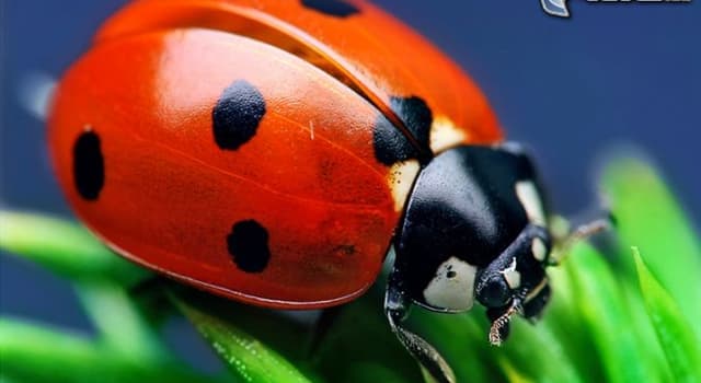 Naturaleza Pregunta Trivia: ¿Cuántos puntos negros tiene en sus élitros la mariquita común?
