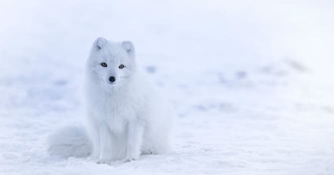 Natuur Trivia Vraag: Waarom Veranderen Sommige Dieren van Vacht?
