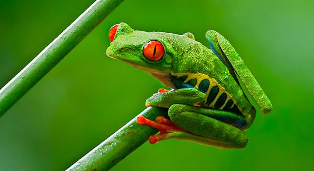 Natur Wissensfrage: Wo ist der Rotaugenlaubfrosch beheimatet?