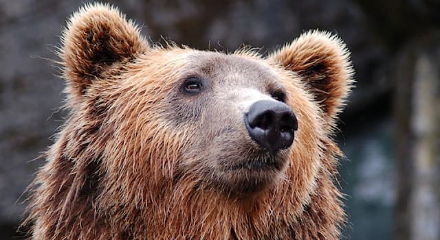 Nature Trivia Question: Where do grizzly bears inhabit?