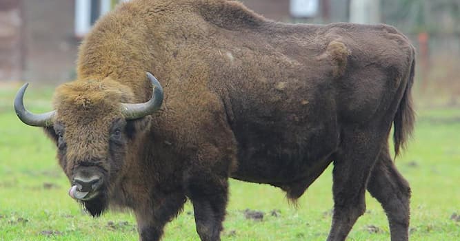 natura Pytanie-Ciekawostka: Gdzie znajduje się największa wolna populacja żubra w Polsce?