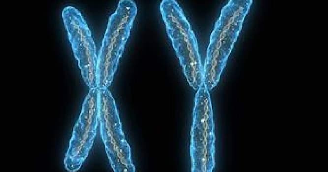 natura Pytanie-Ciekawostka: Ile chromosomów ma człowiek?