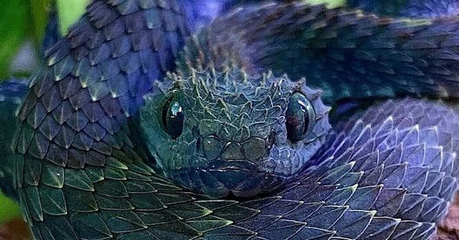 Doğa Trivia Sorusu: Yılanlar hangi sınıfa aittir?