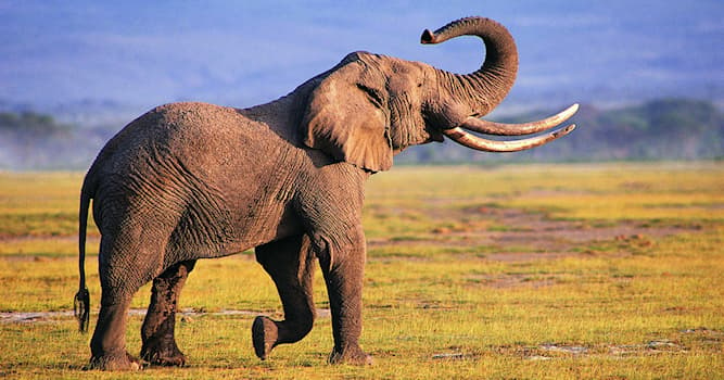 Nature Trivia Question: What is the elephant's nose called?