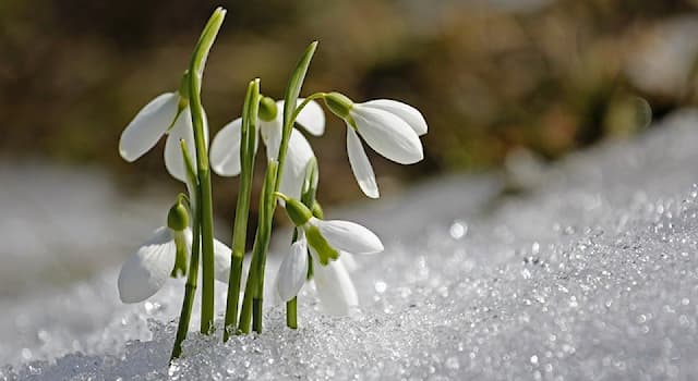 Nature Trivia Question: Which of the following plants is the first to emerge from under the snow in early spring?