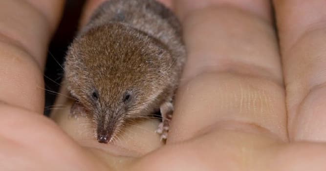 Nature Trivia Question: Which of the following is the smallest known extant mammal by mass?