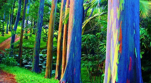 Nature Trivia Question: The rainbow eucalyptus is a tree native to which of these countries?