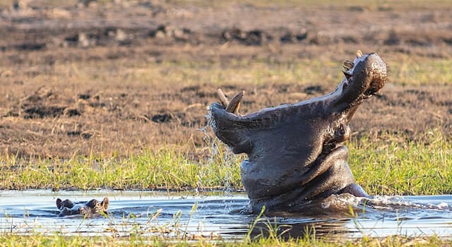 Nature Trivia Question: Up to how many hours a day does a hippopotamus spend in the water?