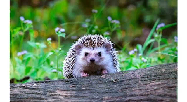 Nature Trivia Question: What substance are a hedgehog’s quills made of?
