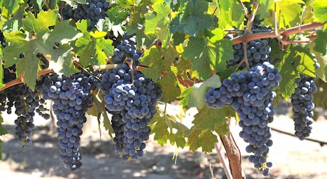 Nature Trivia Question: What are the predominant red grapes used in the making of Bordeaux wine?
