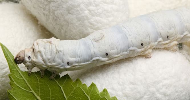 Nature Trivia Question: What does a silkworm make?
