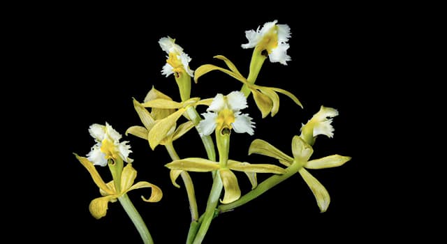 Nature Trivia Question: What family does the recently discovered 'Epidendrum katarun-yariku' belong to?