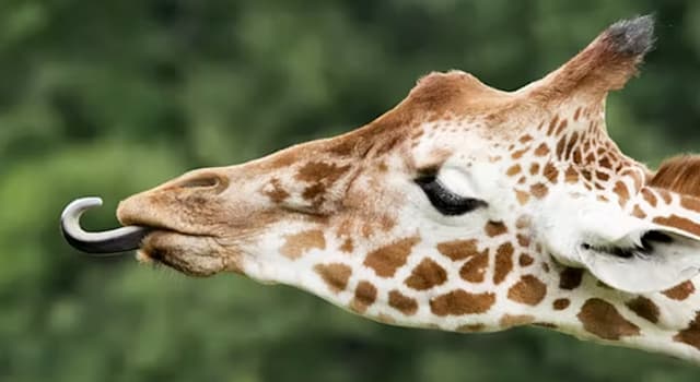 Nature Trivia Question: What is the approximate average length of a giraffe’s tongue?
