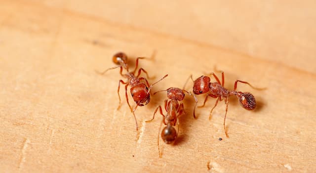 Culture Trivia Question: What is the fear of ants called?