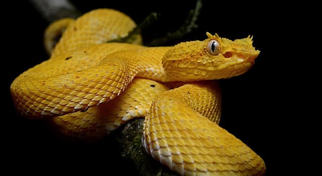Nature Trivia Question: What is the feature that distinguishes snakes known as pit vipers?