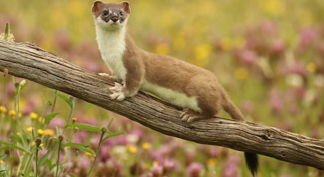 Nature Trivia Question: What is the largest member of the weasel family?