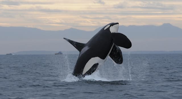 Natura Domande: Qual è il nome dato alla massa di tessuto adiposo che si trova sulla fronte di tutte le balene dentate?