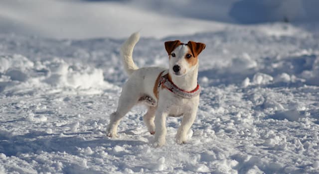 Society Trivia Question: What is the name of the first and only dog to have travelled to both the north and south poles?