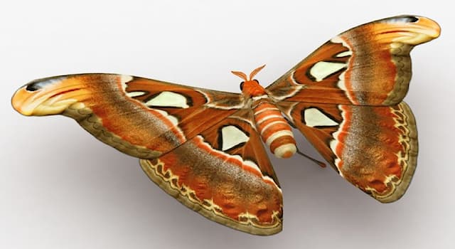 Nature Trivia Question: What is the name of the moth in the picture?