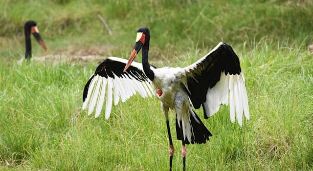 Nature Trivia Question: What is the name of the stork in the picture?
