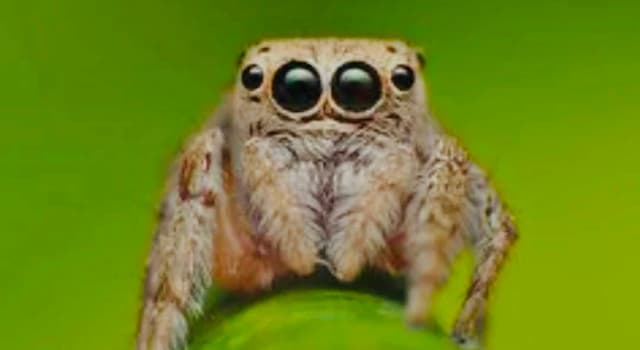 Nature Trivia Question: What is the world’s only known primarily-vegetarian spider?