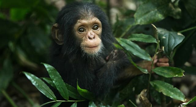 Science Trivia Question: What percent of the same DNA do a human and chimpanzee share?