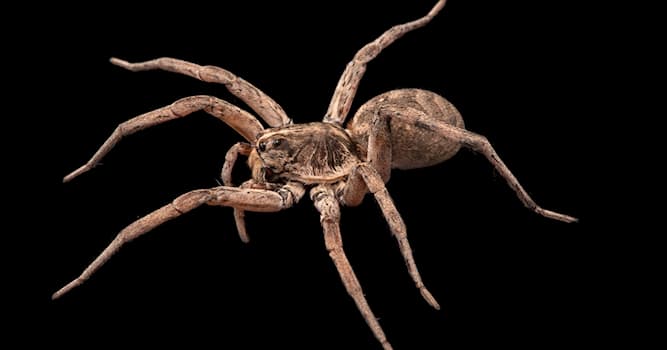 Nature Trivia Question: What's the fear of spiders called?