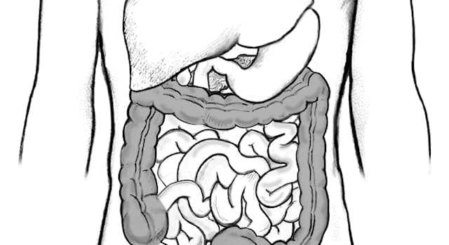 Science Trivia Question: What is the partly digested food that is expelled by stomach into the duodenum called?
